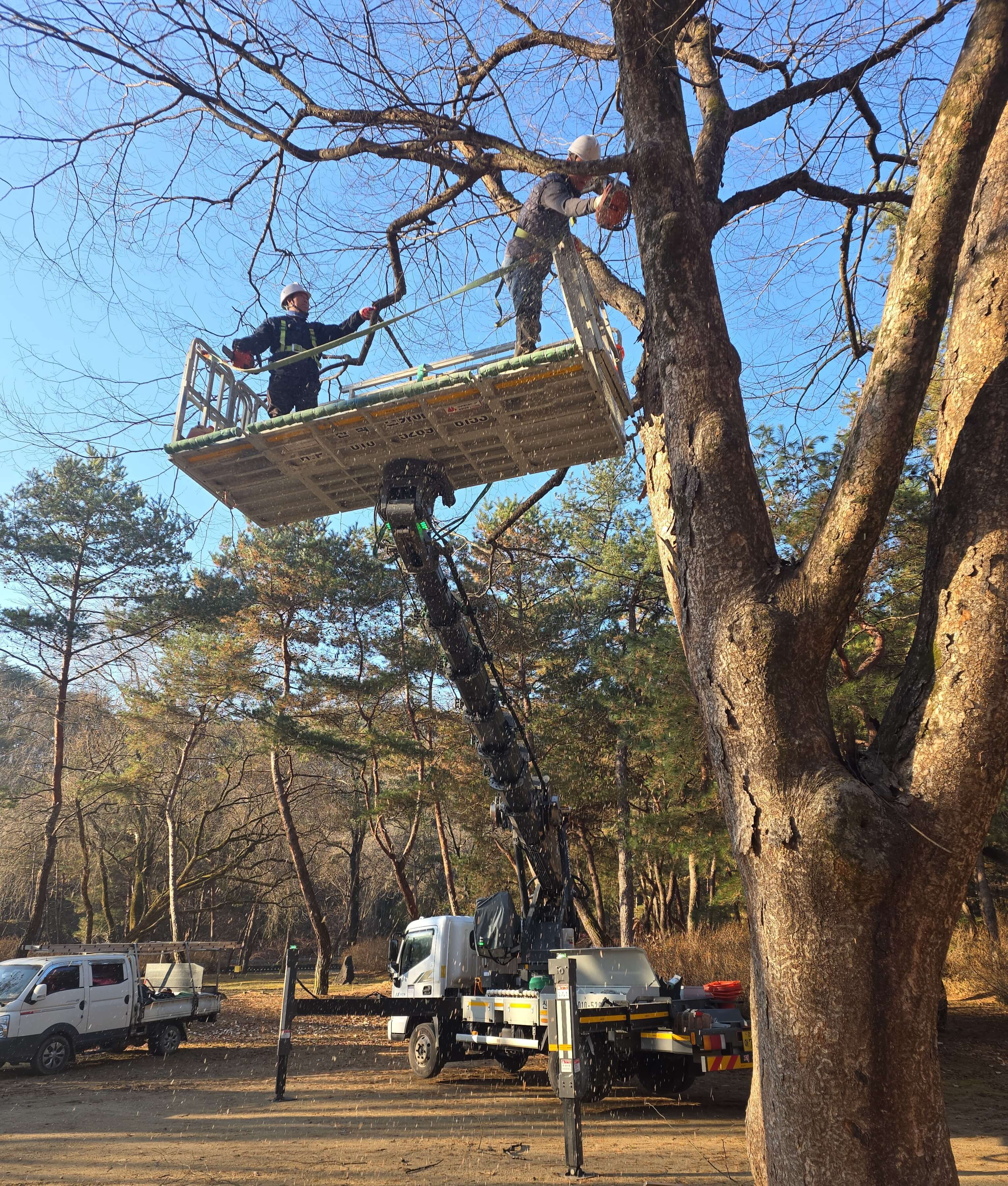 조경 전지 작업
